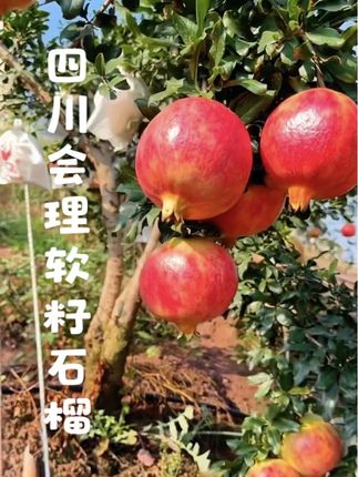 六月桃七月李八月石榴甜如蜜👍当季新鲜水果推荐:四川会理软籽石榴❗️突尼斯石榴像红宝石一样,皮薄汁多清甜口感,好吃不贵💰新鲜采摘果园直发买到就是赚到🌹#应季水果#四川会理石榴之乡#丰收的果实
