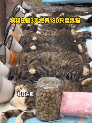 糗庄园3天绝育180只流浪猫,看绝育小猫玩变脸游戏#糗糗庄园 #绝育 #绝育完的猫咪 #流浪猫绝育