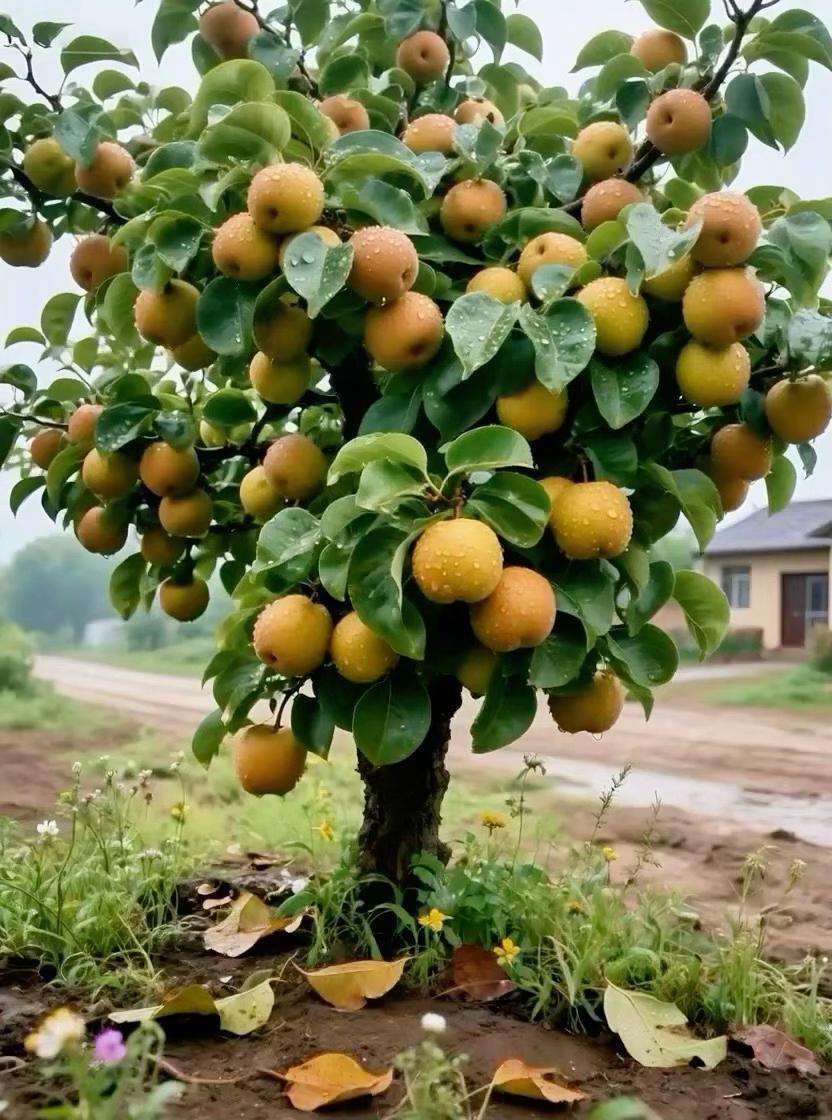 #秋月梨 #秋月梨树苗 #果树苗 #果树苗基地 #果树种植