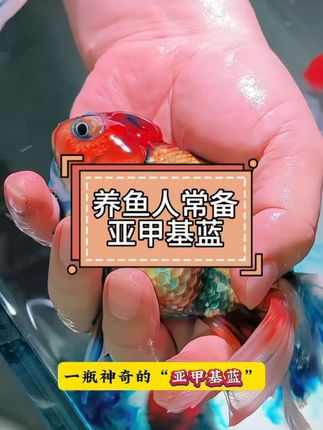 只要是家里的,一定要常备亚甲基蓝,有了它养鱼就简单多了#亚甲基蓝#水族用品#养鱼日记#观赏鱼#轻松养鱼