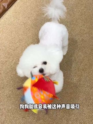 给小狗买了这个解闷玩具球 丢给她就可以自己玩半天 #萌宠好物 #狗狗玩具 #狗狗球球 #养宠好物 #狗狗玩具推荐