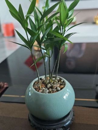 可以直接插在花瓶加水养就行,也可以像我这样种在小花盆上#竹柏#绿植#绿植盆栽 #驱蚊竹柏
