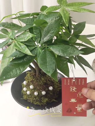 发财树苔藓球~太好养了!,#花卉绿植 #室内绿植 #家居好物 #发财树 #办公室绿植推荐