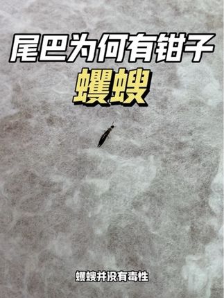 蠼螋的尾巴为什么有个夹子?攻击人的话有没有毒性?这个尾巴为钳子状的虫子就是蠼螋,出现在房间爬到床上的话,你就要小心了。蠼螋的钳子主要是用来求偶和自我防御,如果受到惊吓威胁,会举起尾巴夹人,蠼螋并没有毒性,但是爬到床上,就要注意入耳的危险了。家里为什么会出现蠼蠼?虫子喜欢温暖潮湿的环境,现在的梅雨季,加上昼夜温差大,空气湿度高,属于虫子滋生的高发季,活跃的成虫喜欢往家里钻,家中出现蠼螋不要直接拍死,身上携带各种微细菌。推荐使用蠼螋杀虫喷剂,喷在家里地板缝隙角落,虫子爬过接触药剂就会凉凉!#蠼螋 #蠼螋药 #蠼螋的危害 #剪刀虫 #夹板虫