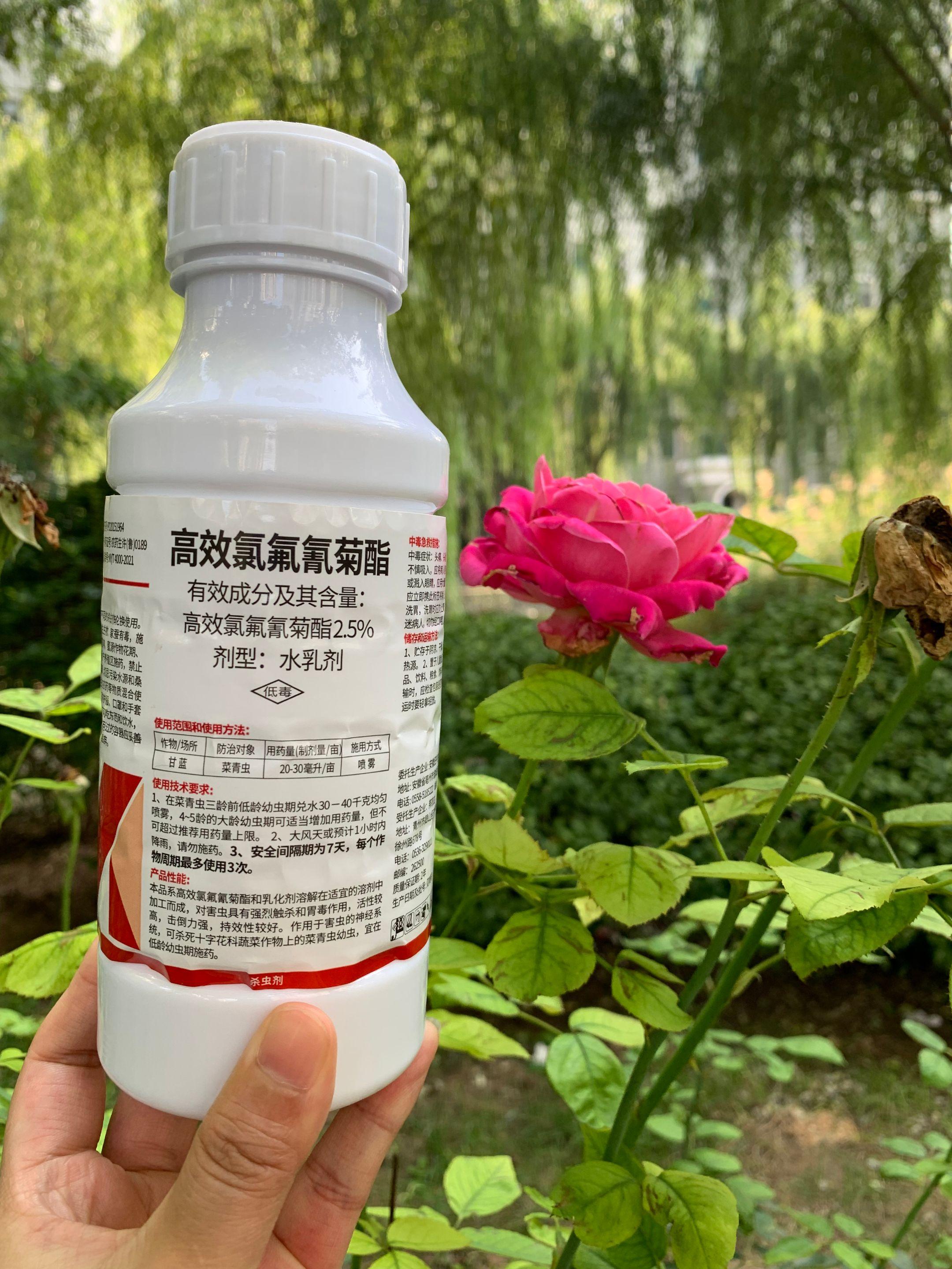 万能的杀虫配方。#高效氯氟氰菊酯#杀虫剂#蚜虫#分享农业知识帮农民增产增收 #源头实力厂家