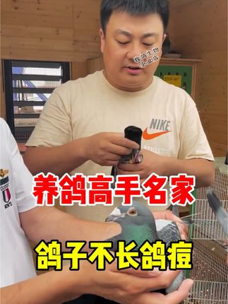 #信鸽赛鸽 #种鸽整理#元宝鸽#养鸽人#肉鸽养殖