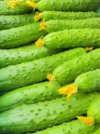 新鲜旱黄瓜🥒 清甜脆嫩 #优质农产品 #三农