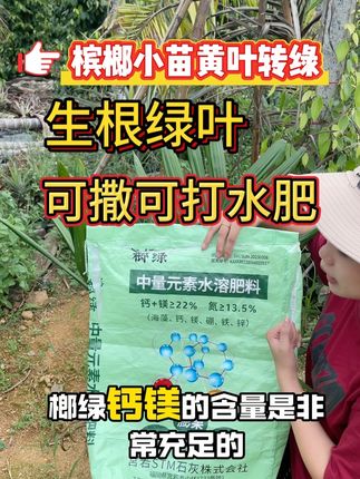 槟榔小苗用榔绿,生根提苗绿叶,大树用可膨果防裂防鸡心#槟榔 #槟榔种植 #榔绿 #中微量元素水溶肥 #槟榔管家