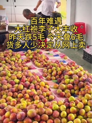 正宗大红袍李子#优质农产品 #新鲜采摘 #口感特别好 #脆甜多汁 #大红袍