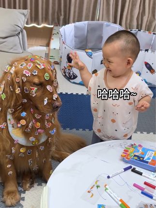 金毛多多的成长