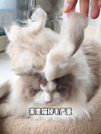 早发现红狗这个猫多维,就不用买这一堆瓶瓶罐罐了,一瓶就OK!#红狗8合1多维 #宠物维生素 #萌宠好物