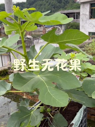 移载一个多月的杯苗,主打一个啥也不管,自由生长#蚯蚓粪 #有机肥 #营养土