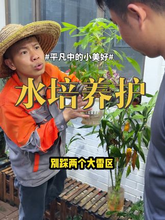 水培养护 #富贵竹 #盆栽 #水培 水生根和原生根是有区别的,你就像我这样做