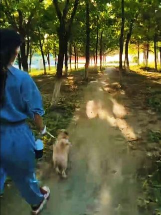 用什么语言来形容深秋夕照呢 #萌宠出道计划 #毛孩子的日常 #日常遛狗 #牵引绳