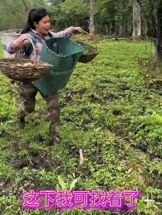 #男士神仙单品 乡村生活 黄金草茶 大自然的馈赠 大山里的味道 #嗷嗷叫茶 #黄金草#三农