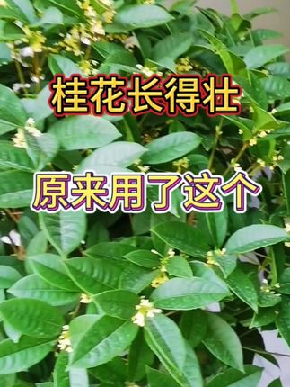 养了这么多年桂花,总结出来来一个经验,那就是提前做好病害预防 #养花小知识 #家庭种植 #花卉绿植 #养花 #种植小技巧