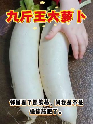 这个九斤王大萝卜太夸张了!一个就够全家吃三天,又脆又甜还不辣 种上几颗,整个冬天都不愁没菜吃。邻居看了都羡慕,问我是不是偷偷施肥了。其实秘诀就是选对品种,这萝卜自己就能长这么大!