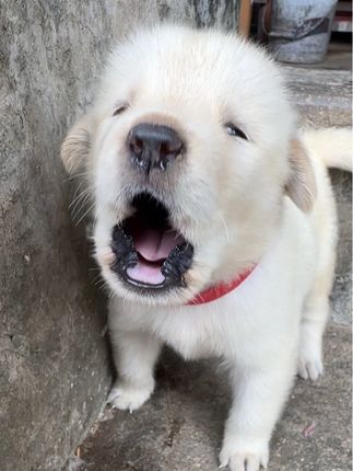 出生的第30天就开始响了#狗狗 #狗狗的日常