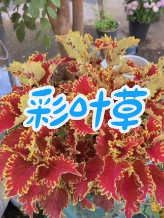 #爱生活爱养花 #彩叶草盆栽 #家庭养花 #绿植盆栽 #绿植