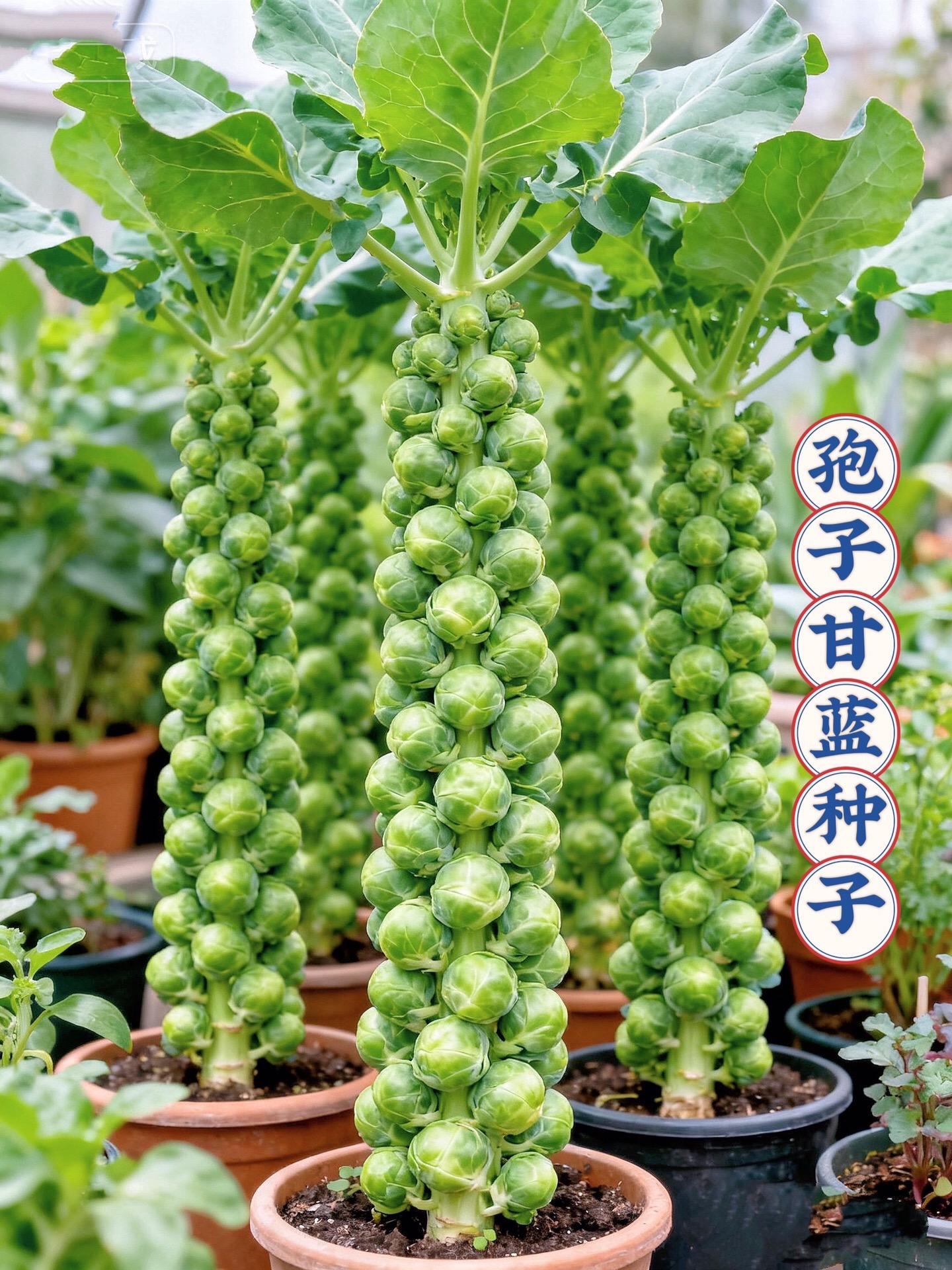 孢子甘蓝种子来啦!喜欢吃甘蓝的朋友注意了,今年一定要试试这个孢子甘蓝,它可是甘蓝界的贵族,比普通的甘蓝口感更好,更鲜嫩,一口下去脆甜可口,简直好吃到爆!而且它的适应能力超强,无论南方还是北方都能轻松种植,喜欢的话就赶紧种起来吧!#口感特别好 #纯天然绿色食品 #农产品