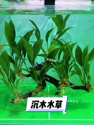 宝子们!发现一款超绝的鱼缸造景神器!这款沉木水溶超特别,一放进鱼缸里,瞬间自带氛围感,直接解锁水下森林大片!不仅颜值能打,还默默化身“水质小卫士”,帮你吸附鱼缸里的脏东西,让水质更透亮~无论是新手小白还是资深养鱼人,都能轻松打造绝美水景!#鱼缸造景 #沉木水草 #新手养鱼