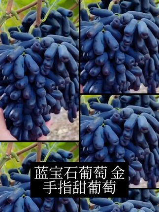 蓝宝石葡萄金手指美人#三农 #优质农产品 #农产品 #水果 #特色农产品 【顺丰速运】蓝宝石黑提无籽黑提子金手指甜葡萄新鲜脆甜爆汁1-4斤