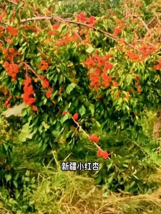 #创作灵感 #硕果累累 #应季水果 #新疆小红杏 #超便宜超划算