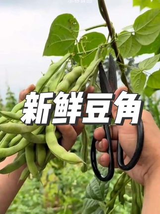 #豆角 #现摘现发 #农家新鲜豆角 #三农 #豆角种植