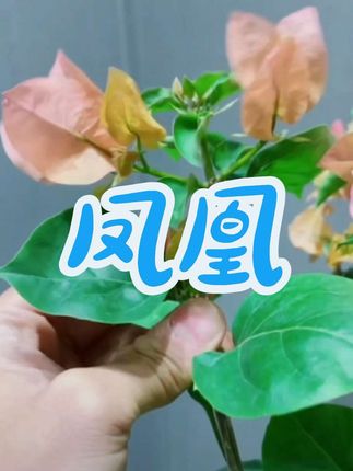 #爱生活爱养花 #凤凰三角梅 #家庭养花 #花卉绿植 #三角梅