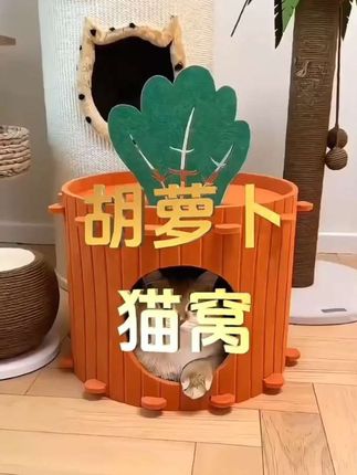 #猫咪 #猫咪的迷惑行为 #猫咪日常 #宠物 #猫窝