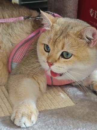 吃罐头长大的猫猫 吃干粮长大的猫猫和吃湿粮长大的猫猫确实不一样#萌主请就位 #抖in萌宠计划 #萌宠好物 #AIXIA爱喜雅 #金枪鱼餐包