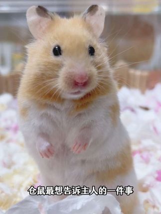 仓鼠真的很怕冷,气温低于25度就不能全用木屑了,需要换上更保暖的纸棉垫料#仓鼠 #金丝熊 #养鼠日常分享 #萌宠出道计划