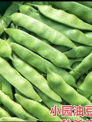 #东北小园油豆角#现摘现发#
