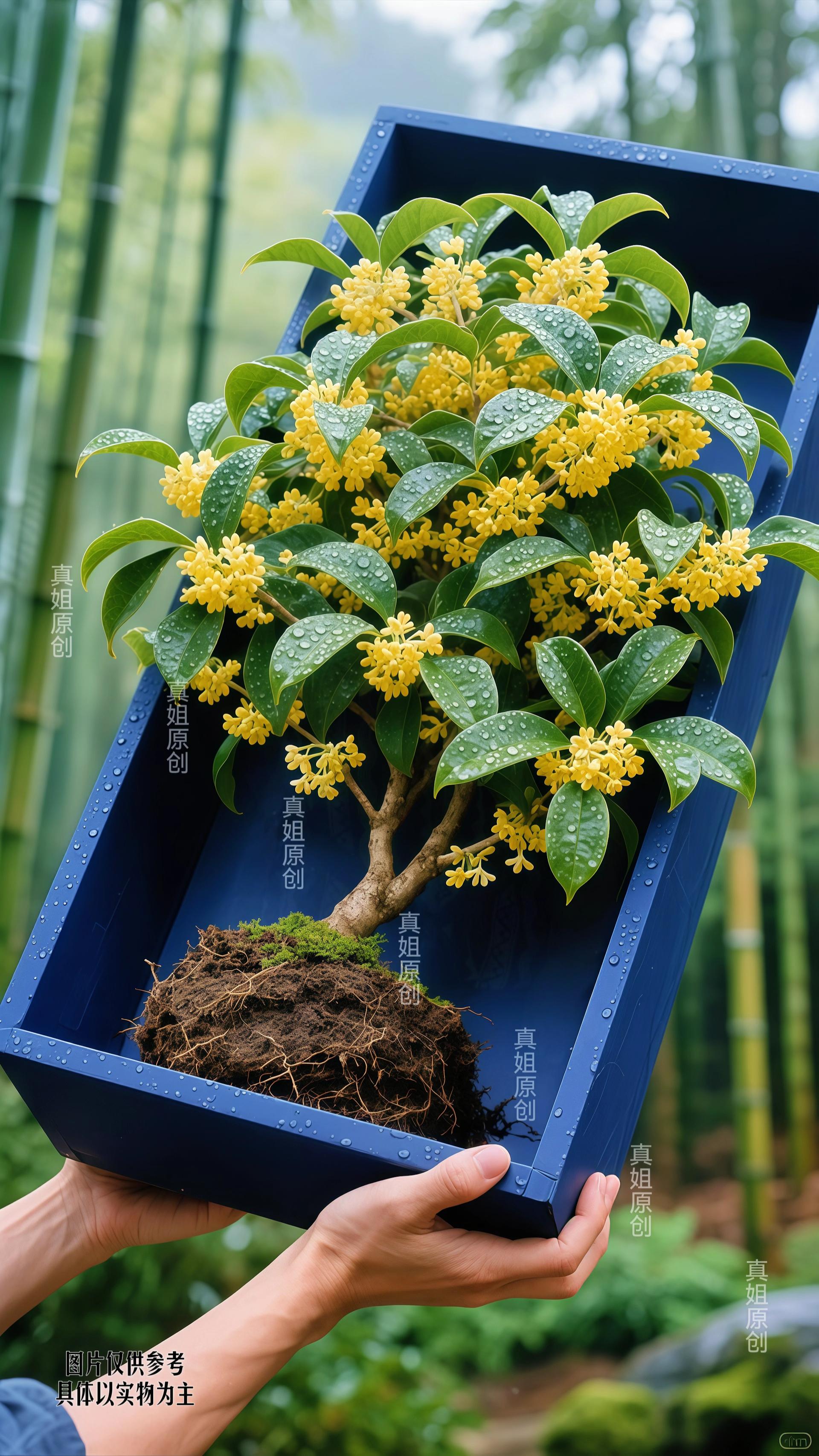 一盆四季桂,把秋意搬进家!🌳 金黄小花缀满枝,清甜香气漫满屋,像把山野风光拥入怀。根系稳、易养活,阳台庭院摆上它,连蝴蝶都来添灵动,植物新手闭眼入~🏡💚 #桂花树盆景造型 #家庭养花品种推荐 #四季桂