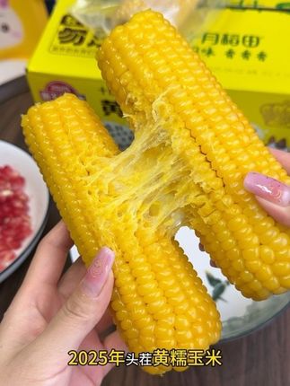 2025年的头茬玉米终于到啦!果然还歹是十月稻田!超嫩超糯超好吃!#软糯香甜 #糯玉米 #十月稻田 #东北粘玉米 #玉米