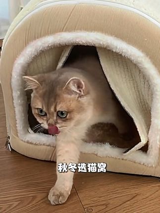 秋天的第一个窝窝!给你家毛孩子安排上了吗?#萌宠好物#猫窝#狗窝 #萌宠日常记录 #好物推荐🔥
