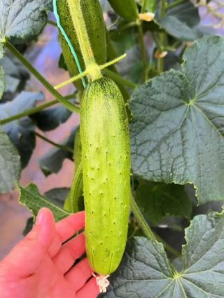 #东北旱黄瓜 赶紧入手吧,过了这季节就得等明年咯!#黄瓜#现摘现发新鲜到家#优质农产品