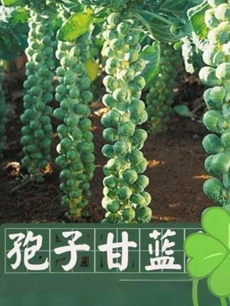 #家庭种植 #蔬菜种植 #阳台种菜 #健康蔬菜 #纯天然绿色食品