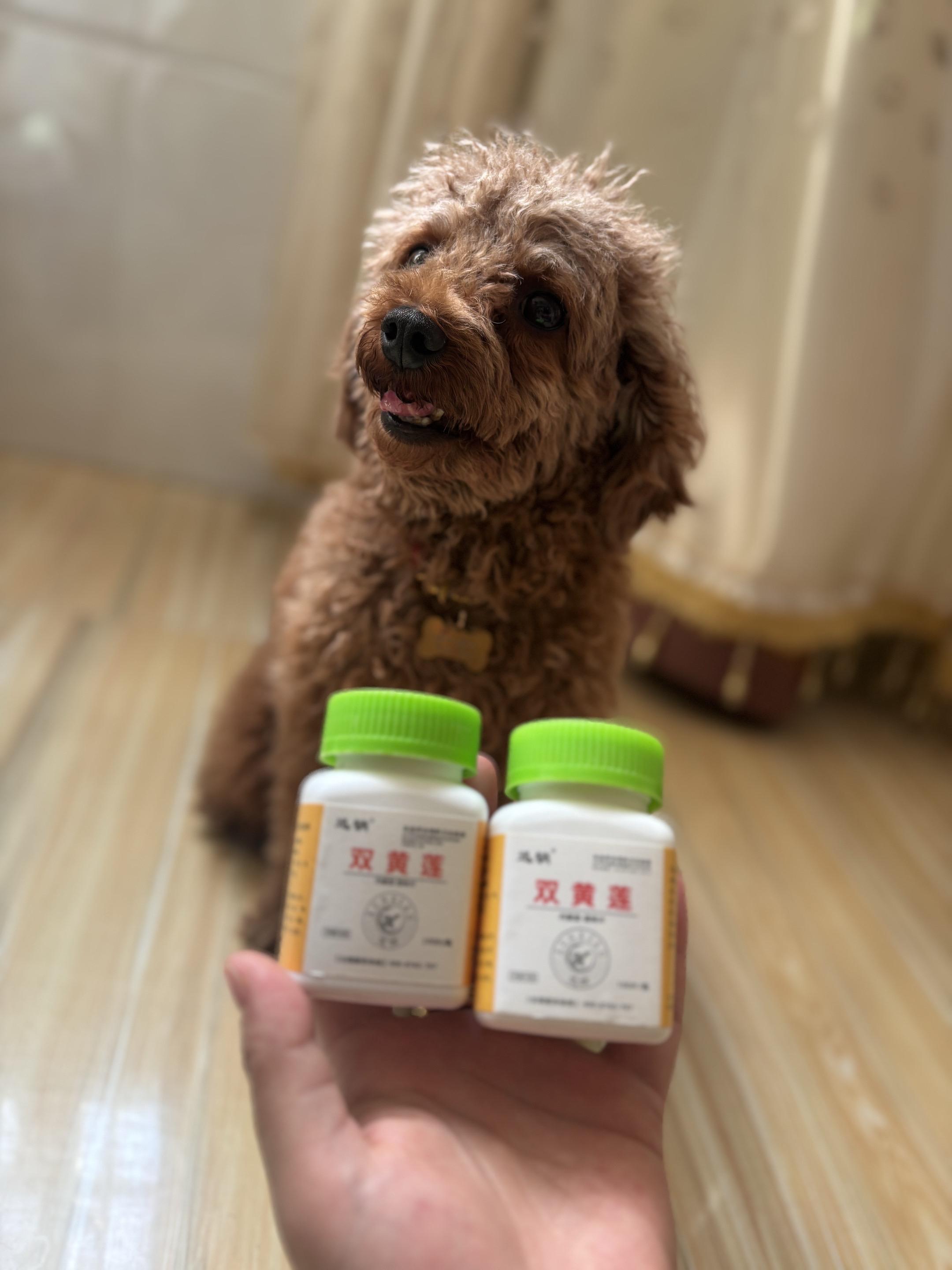 #萌宠 #养狗人 #毛孩子 #狗狗 #我家毛孩子