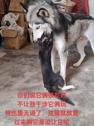 你们说它俩这是在玩,让我不要干涉😢这猫咬不过狗,也不跑,还故意躺狗身边让它狗咬,无语了#养狗人 #萌犬 #哈士奇萌宠 #家有宠物 #狗是人类最忠诚的朋友