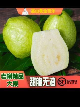 #应季水果 东生番石榴白心芭乐 精品老树大果3-8斤甜脆非软糯红心顺丰包邮 #网红水果推荐 #优质水果推荐 #精品水果 #当季水果