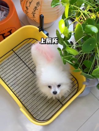 分离尿便不脏脚!便便轻松就能掉下去,让狗子告别吃粑粑#萌宠 #萌宠好物 #宠物用品