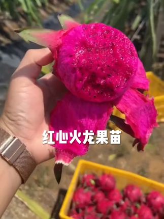 红心火龙果树苗耐热耐寒大果新鲜南北方四季种植阳台盆栽火龙果苗#红心火龙果苗