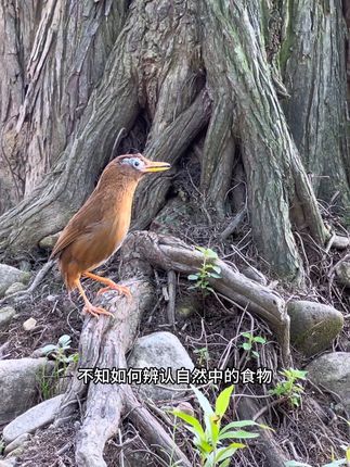 #爱护大自然保护野生动物#神奇的大自然