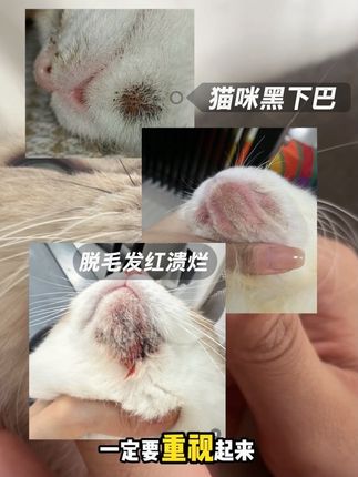 猫咪黑下巴如何清理#养猫新手 #猫咪黑下巴 #养猫经验分享 #里兜黑下巴凝露