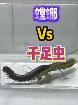 千足虫:你还想来第二次啊 #千足虫 #趣味实验