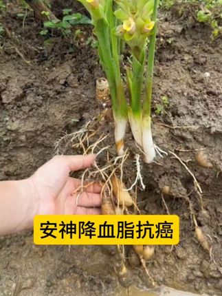 郁金 绿色植物 既能观赏又能入药 #郁金 #你家乡有这种植物吗 #纯天然绿色食品 #滋补养生