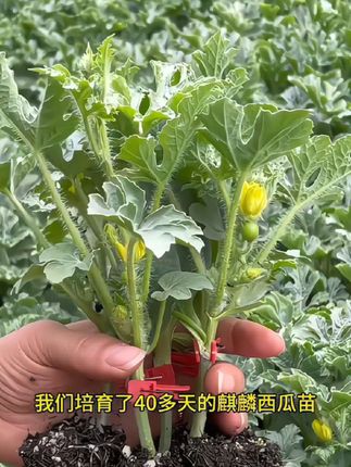 #西瓜苗#西瓜#嫁接西瓜 苗