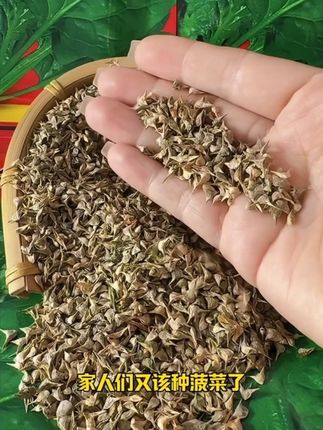 又到了种菠菜的时候,推荐你也种上一些#菠菜 #种植