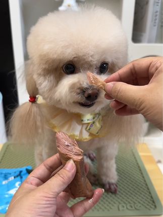 这鸭胸肉宝贝吃的好香#狗狗的心思都写在脸上了 #狗狗 #狗零食